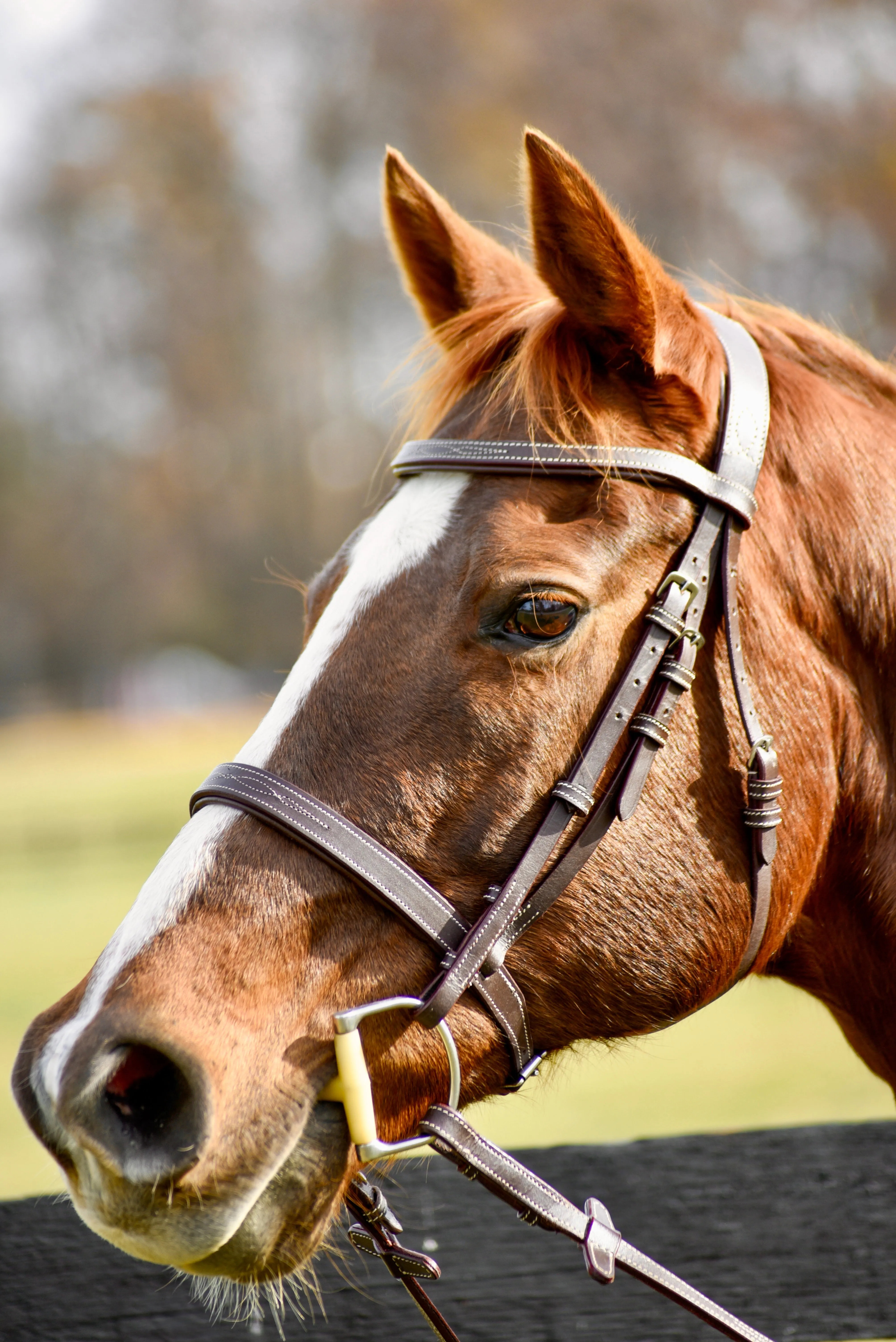 Auven Equestrian The Rowan Hunter Bridle