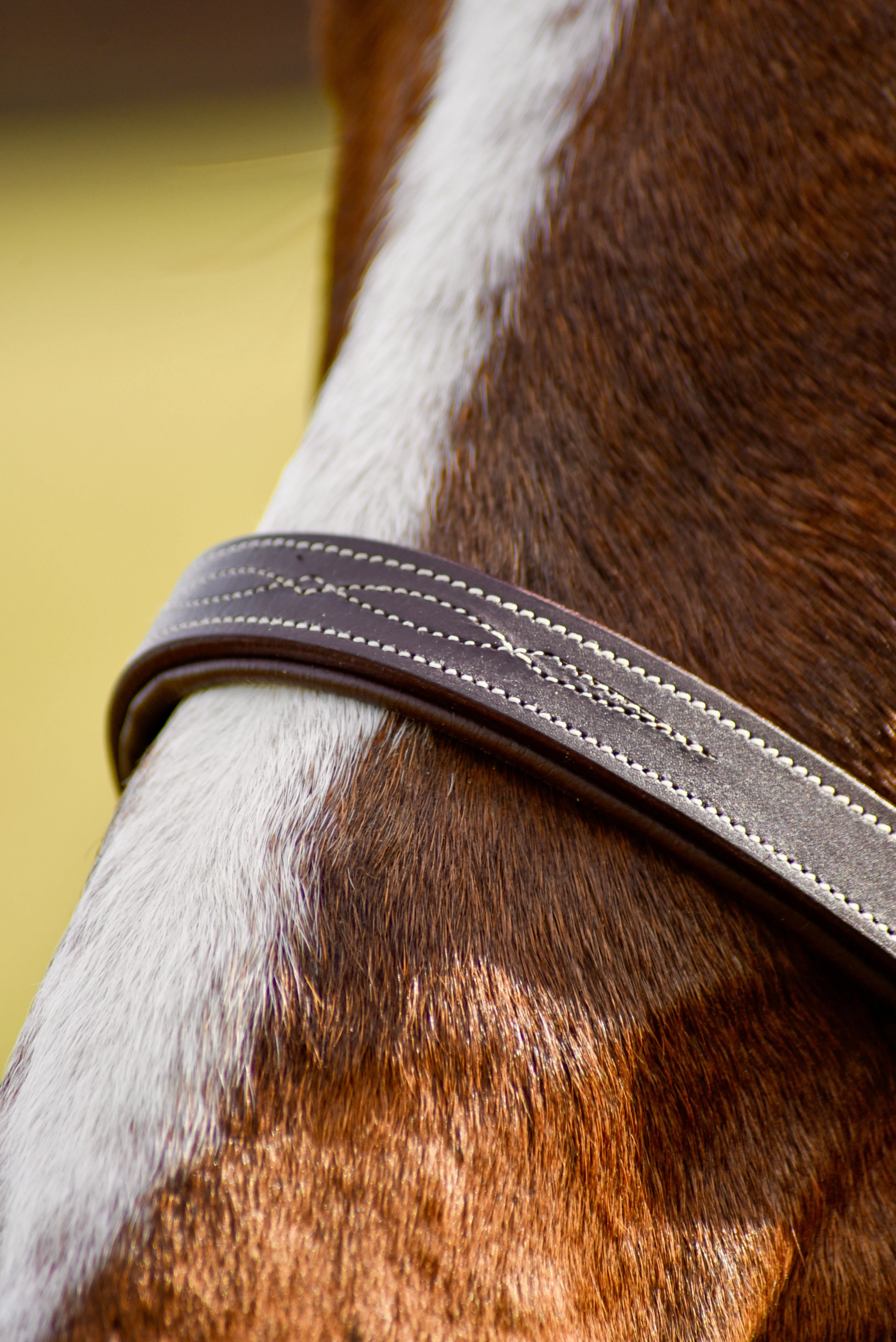 Auven Equestrian The Rowan Hunter Bridle