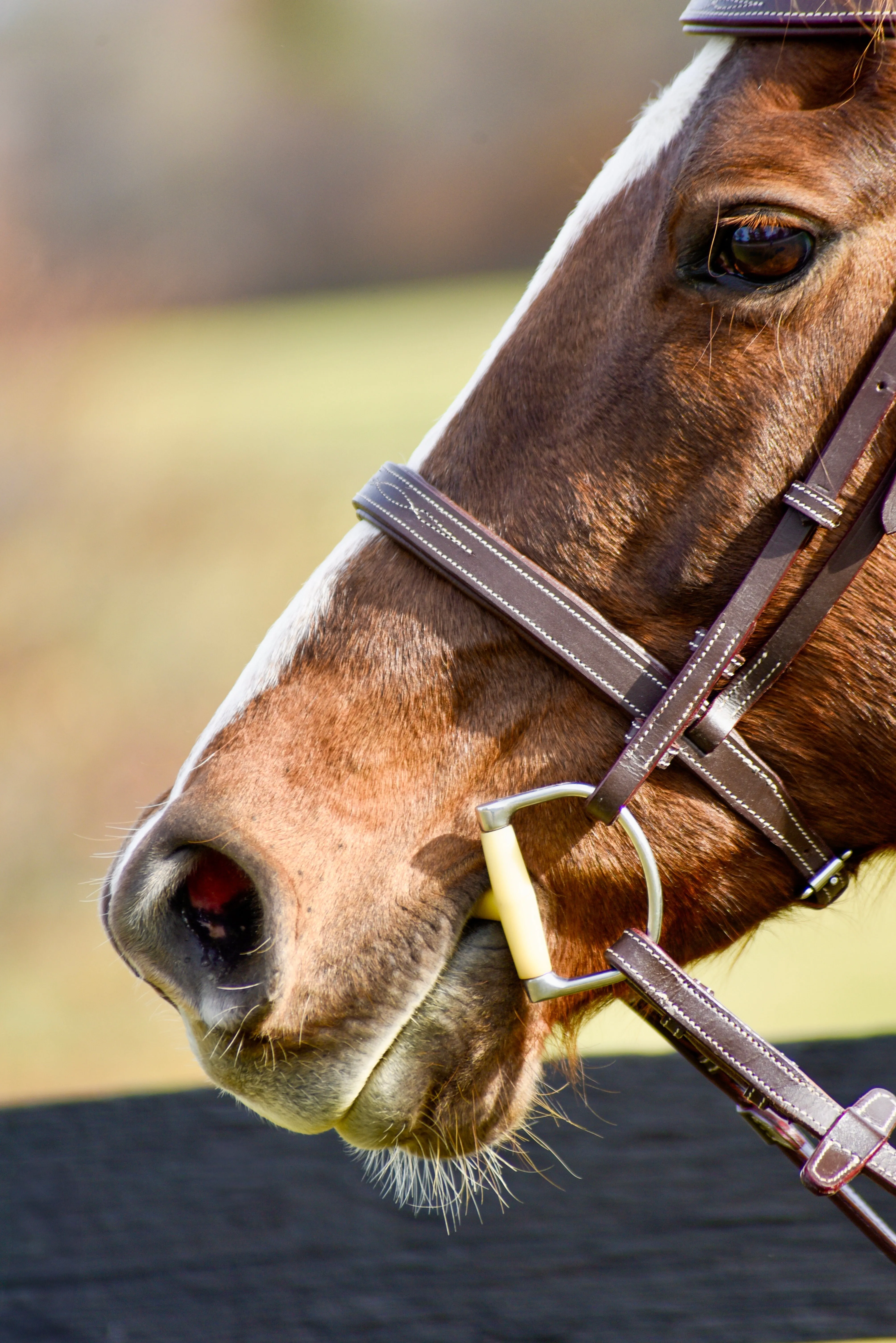 Auven Equestrian The Rowan Hunter Bridle