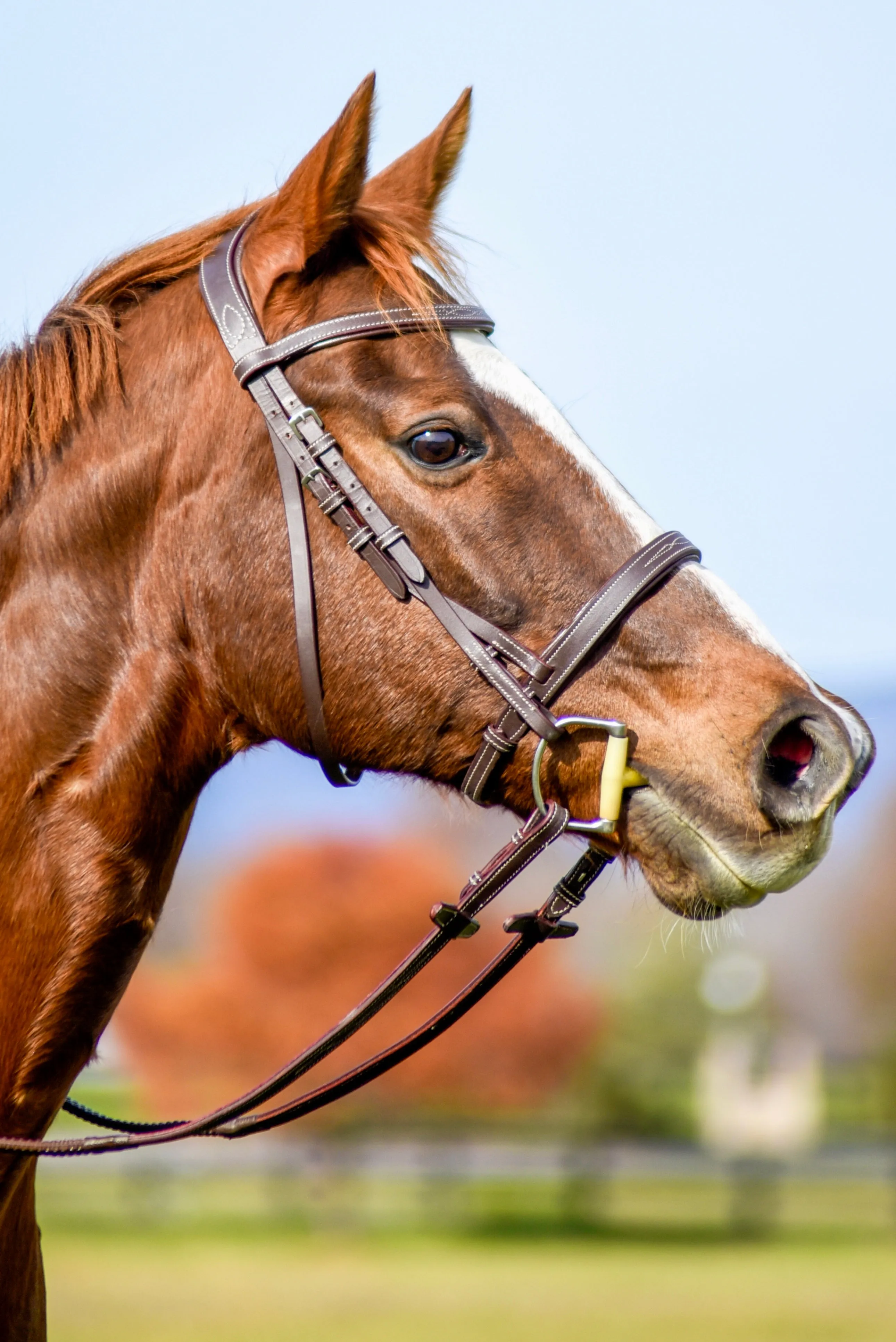 Auven Equestrian The Rowan Hunter Bridle