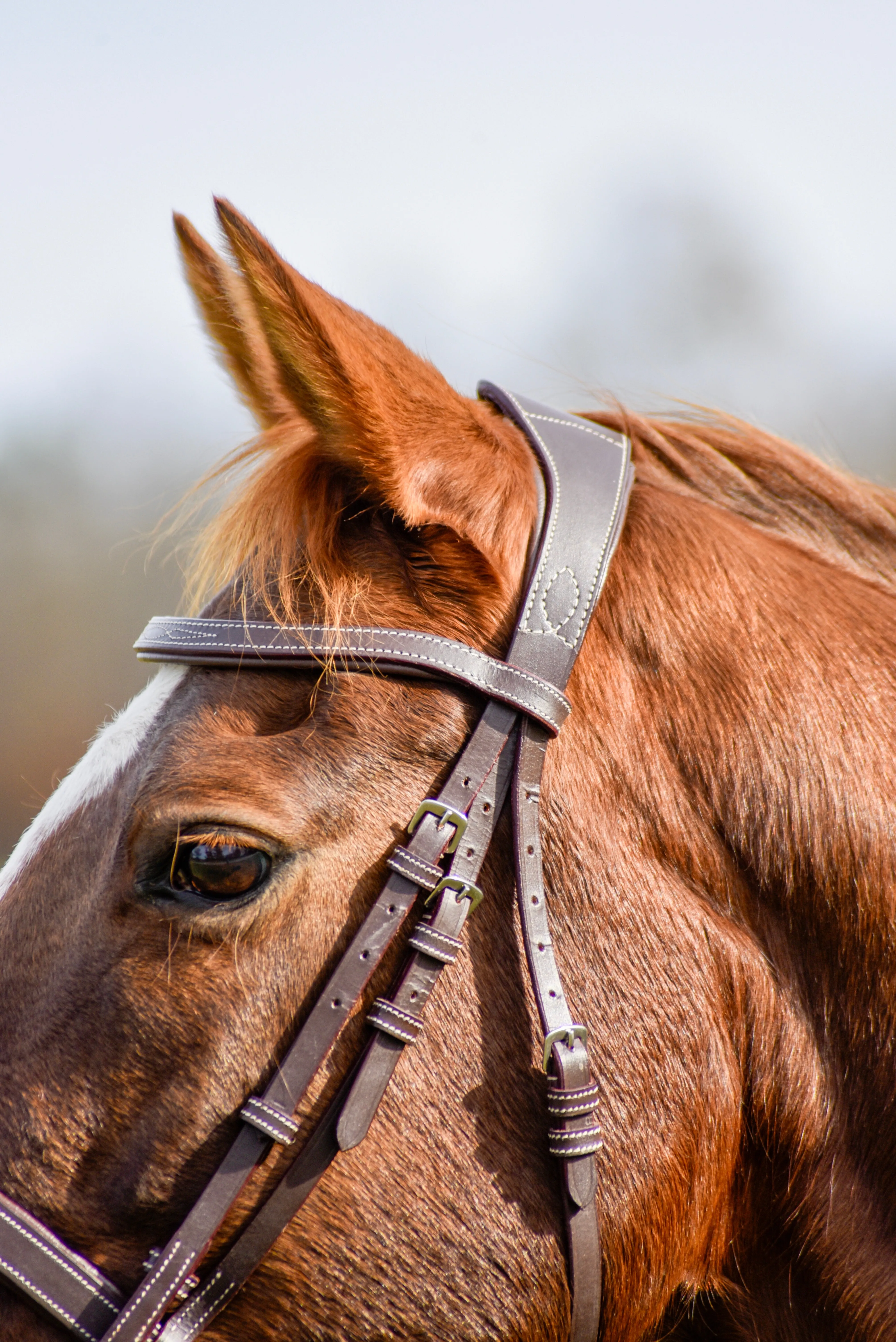 Auven Equestrian The Rowan Hunter Bridle