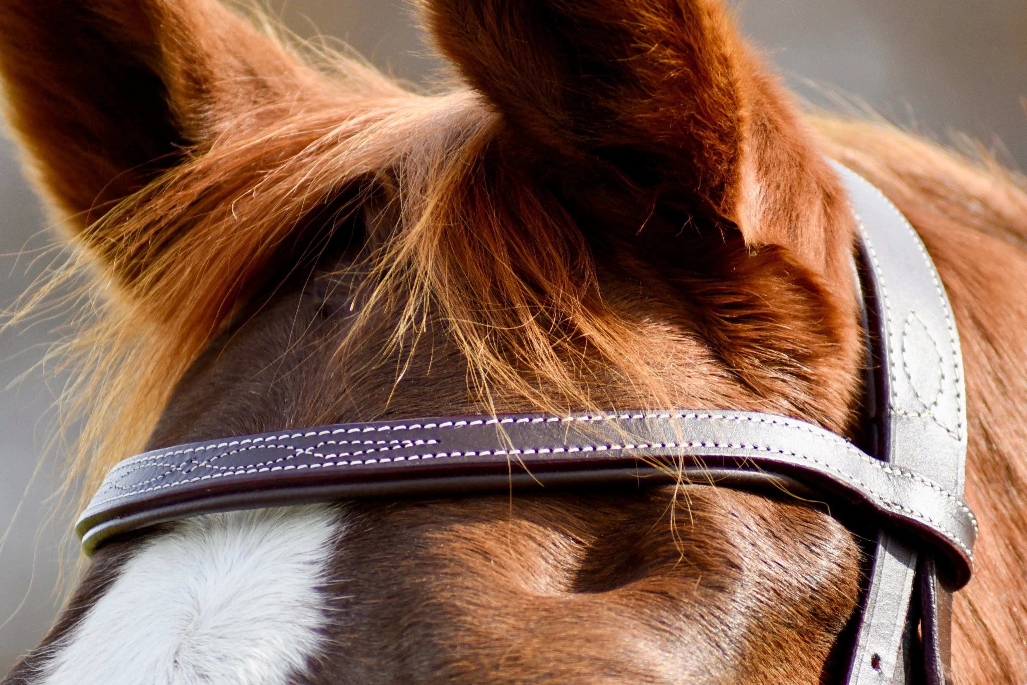 Auven Equestrian The Rowan Hunter Bridle